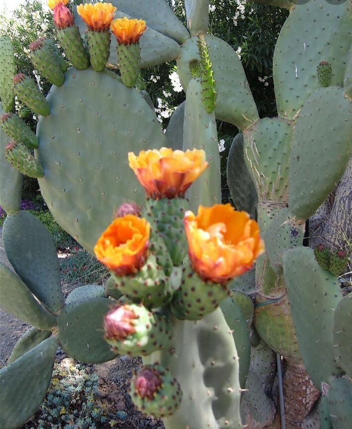 prickly pear cactus plant, grows orange pink and yellow blooms, Pears are edible