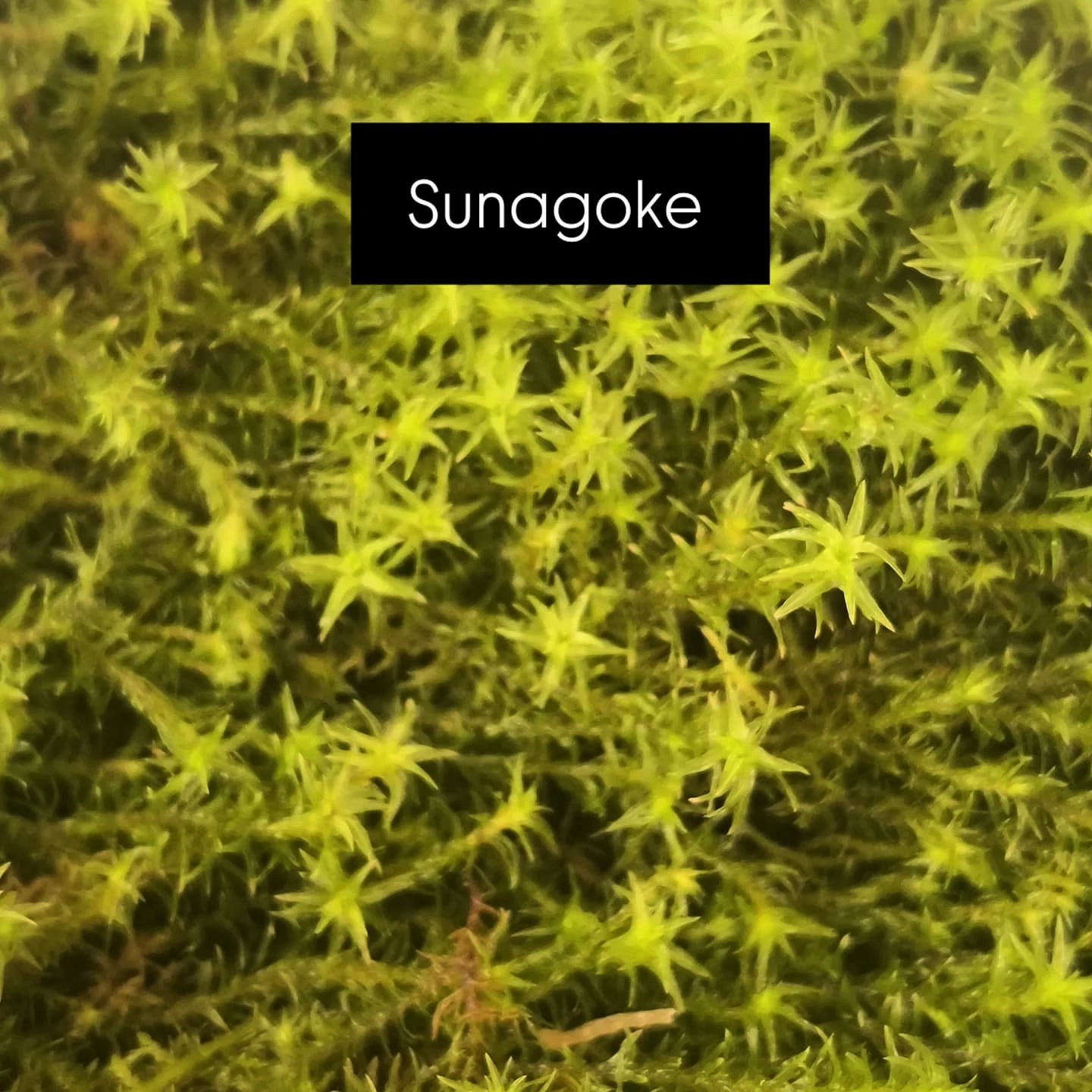 Racomitrium Japonicum (Sunagoke) Sand Moss: Hardy, Vibrant Green Mats!