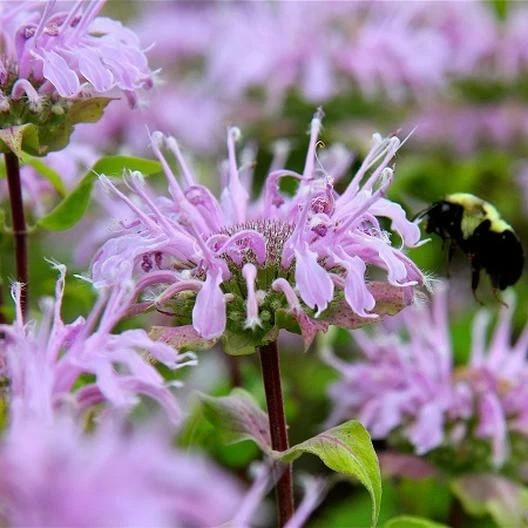 500 Wild Bergamot Bee Balm Seeds, Perennial Pollinator Non-GMO Garden Flower