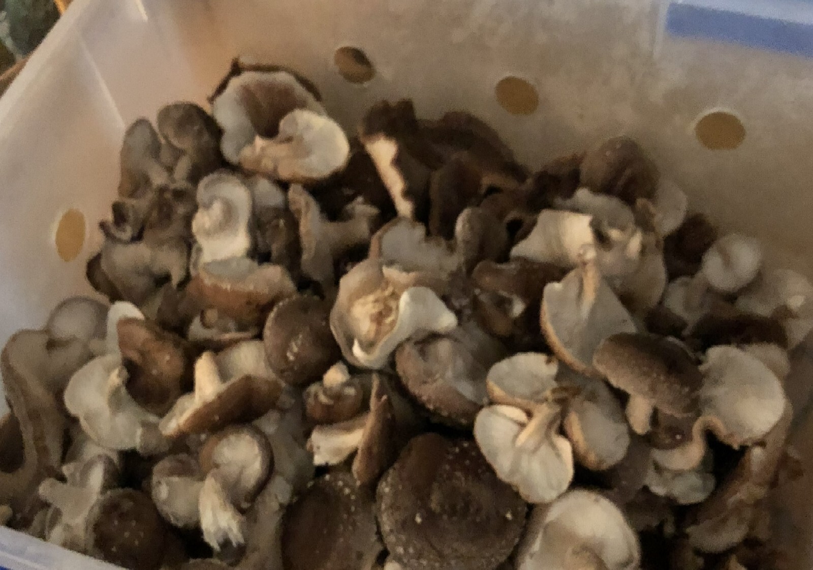 Shiitake Mushroom Plug Spawn 500X And Drill Bit Combo – FREE USA shipping