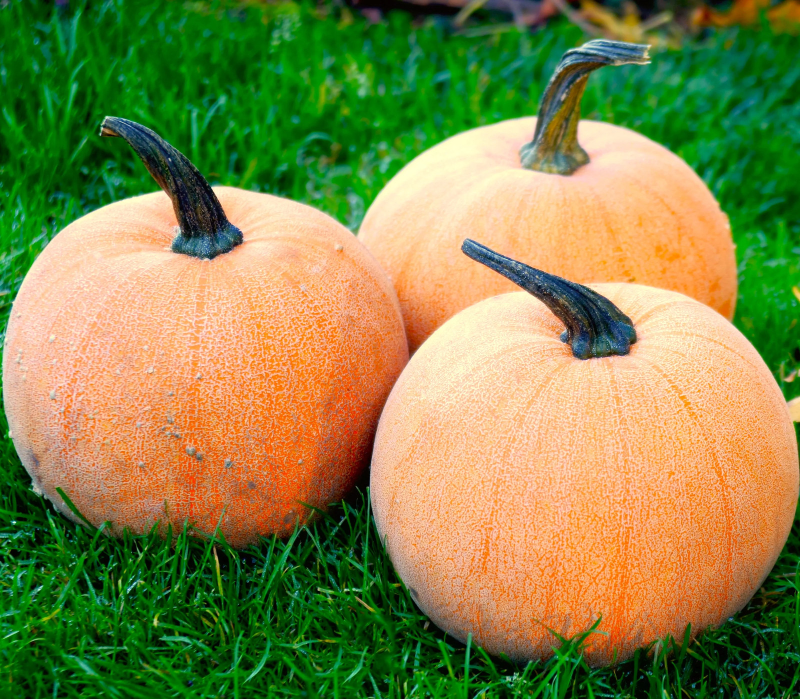 Winter Luxury Pie Pumpkin Seeds | Sweet Sugar Pumpkins Gourmet Farm Seed 2025