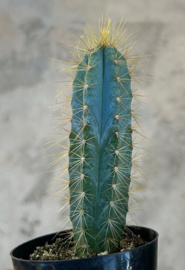 Pilosocereus Azureus, ‘Blue Candle’, Comes in a 2.5″ Pot