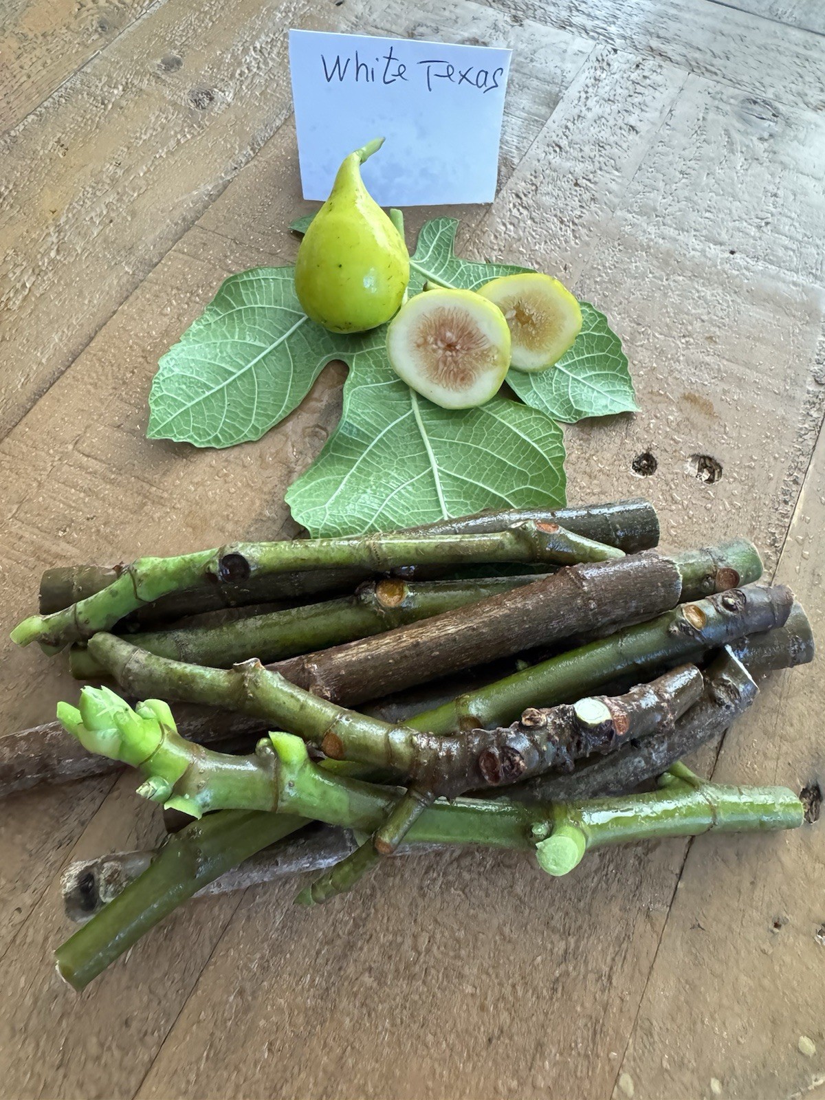 3 White Texas Fig Cuttings For Planting.