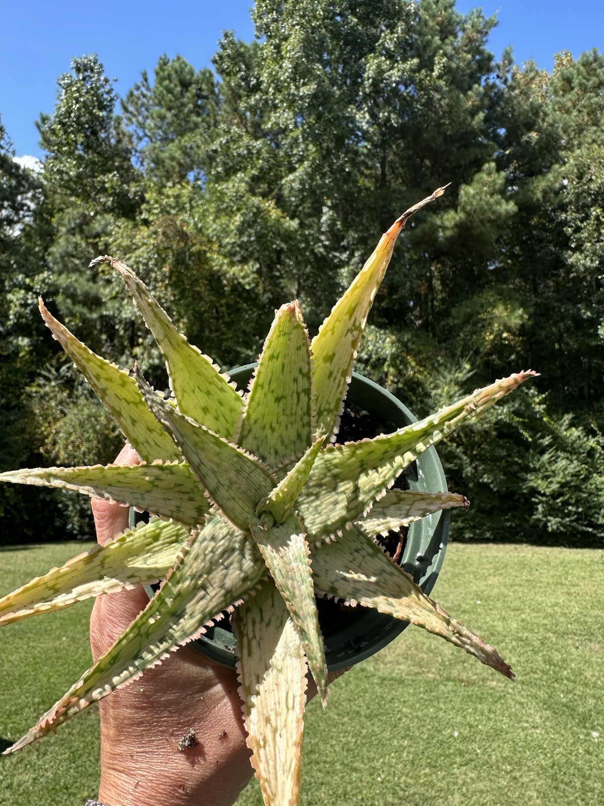 Pink Blush Aloe-Live Plant ‘Pink Blush’-Rare and Colorful 💓