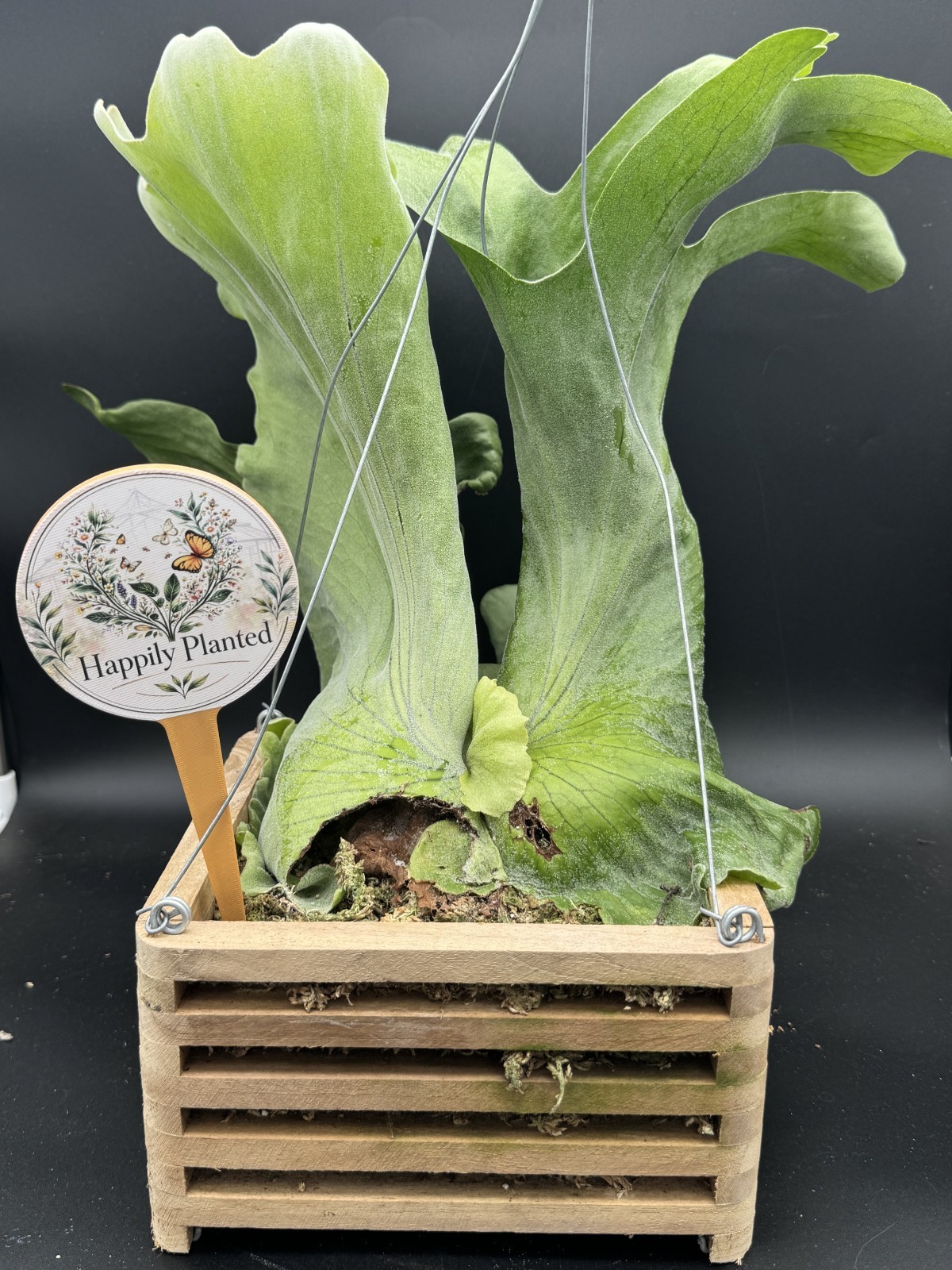 Platycerium Superbum Staghorn – 8″ Vanda Box – Exact Plant – Free Shipping
