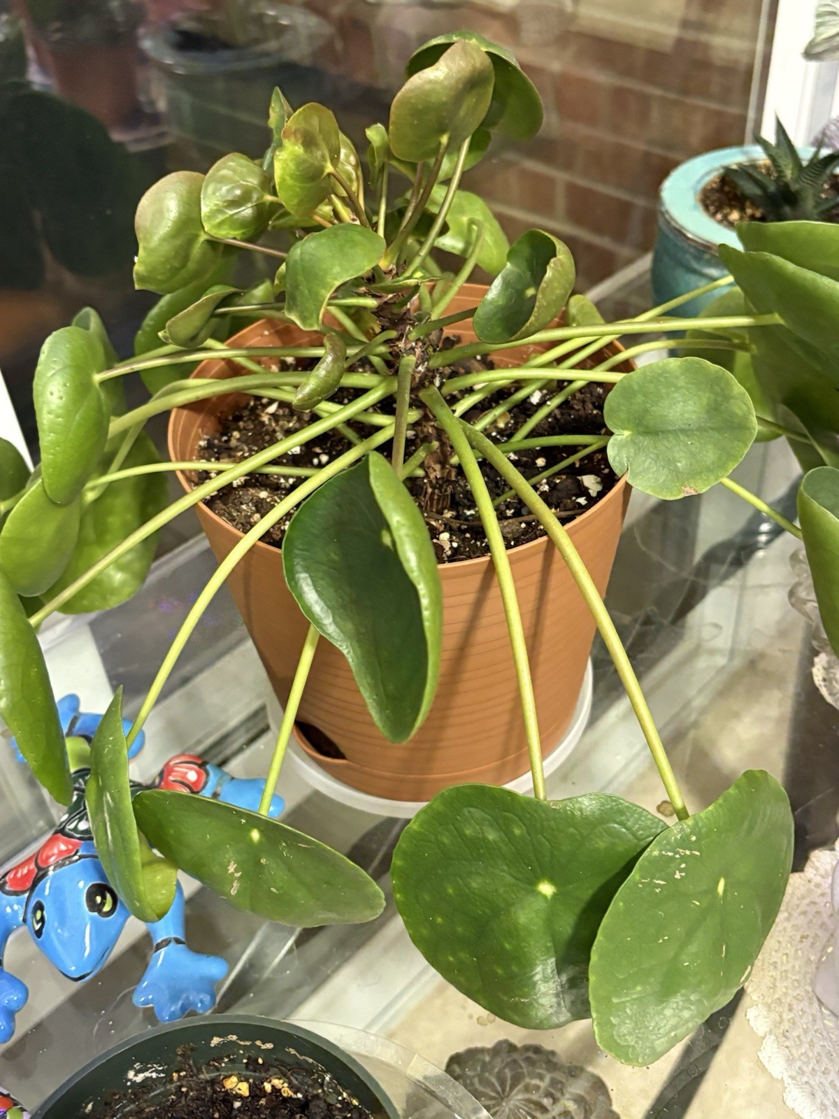 (1) 🪴CUTE Rooted Chinese Money Plant – Pilea Peperomioides – EASY GROW🌱