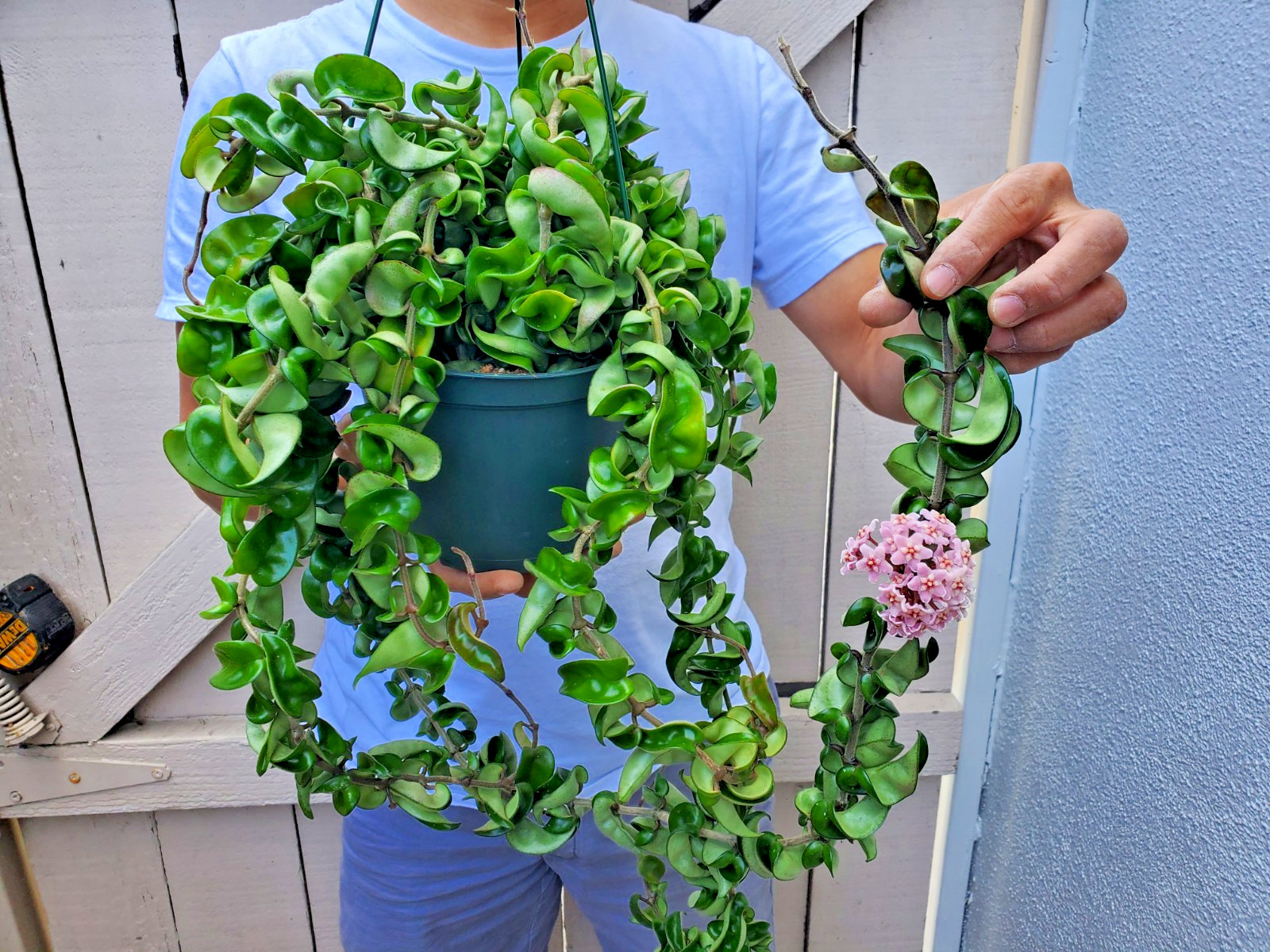Hoya Hindu Rope Plant