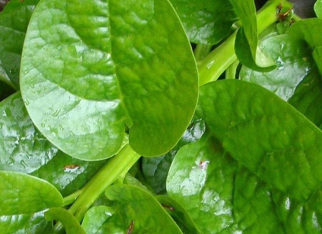 Malabar Spinach Seeds – Green Vines Toi Xanh Hạt Giống Mồng Tơi 1oz 800 Seeds