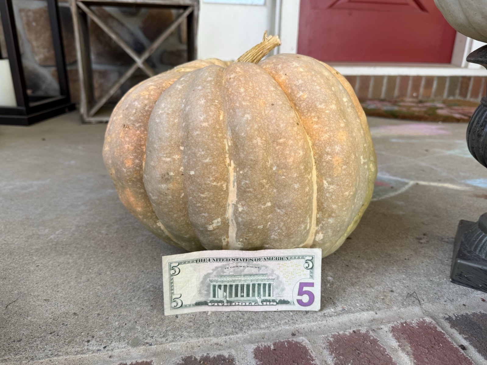 Seeds #30: large Green, orange, white, green, cream pumpkin, stripes (10ct).