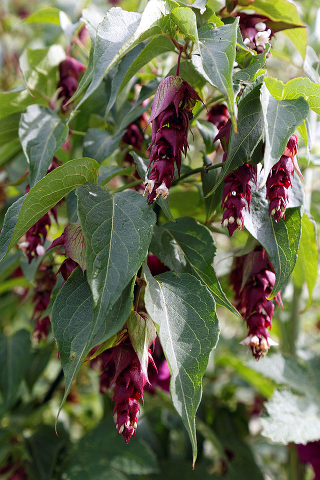 Himalayan Honeysuckle bush 201 seeds hardy perennial, mariesgreengarden