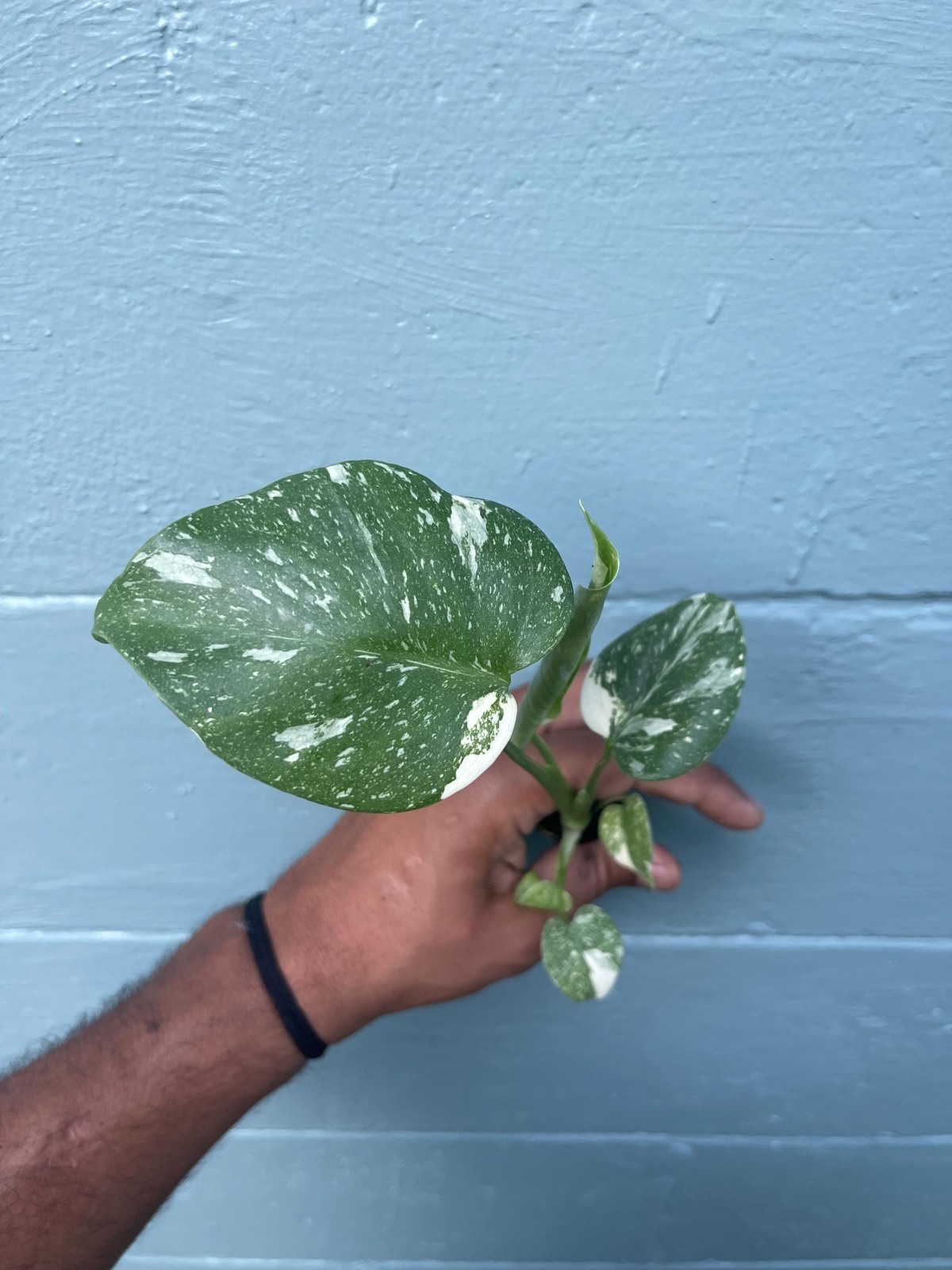 Variegated Monstera Thai Constellation Rare Live Indoor Tropical Houseplant
