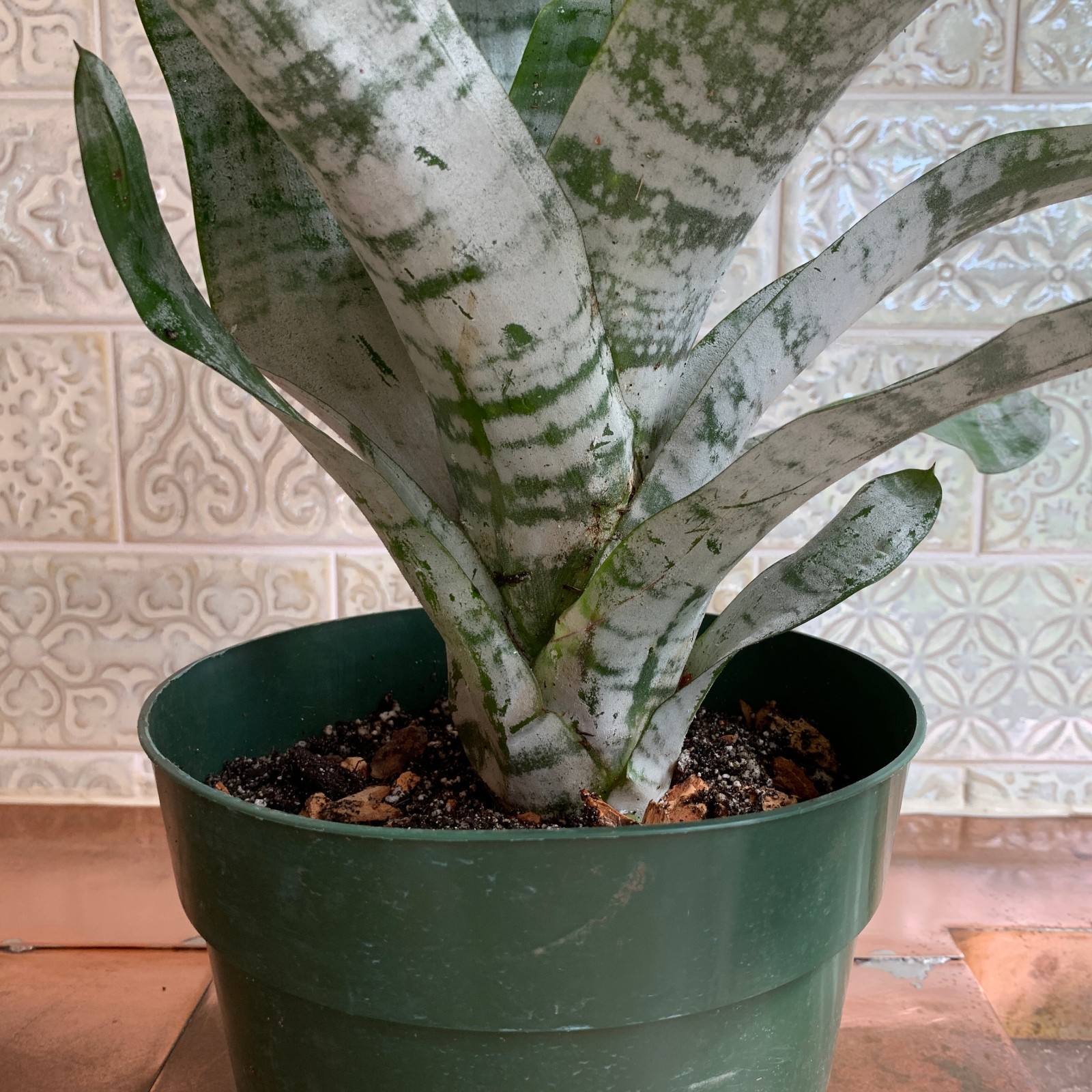 Pink Aechmea Fasciata Urn – FREE SHIPING – Silver Vase Bromeliad – 4″ to 6″