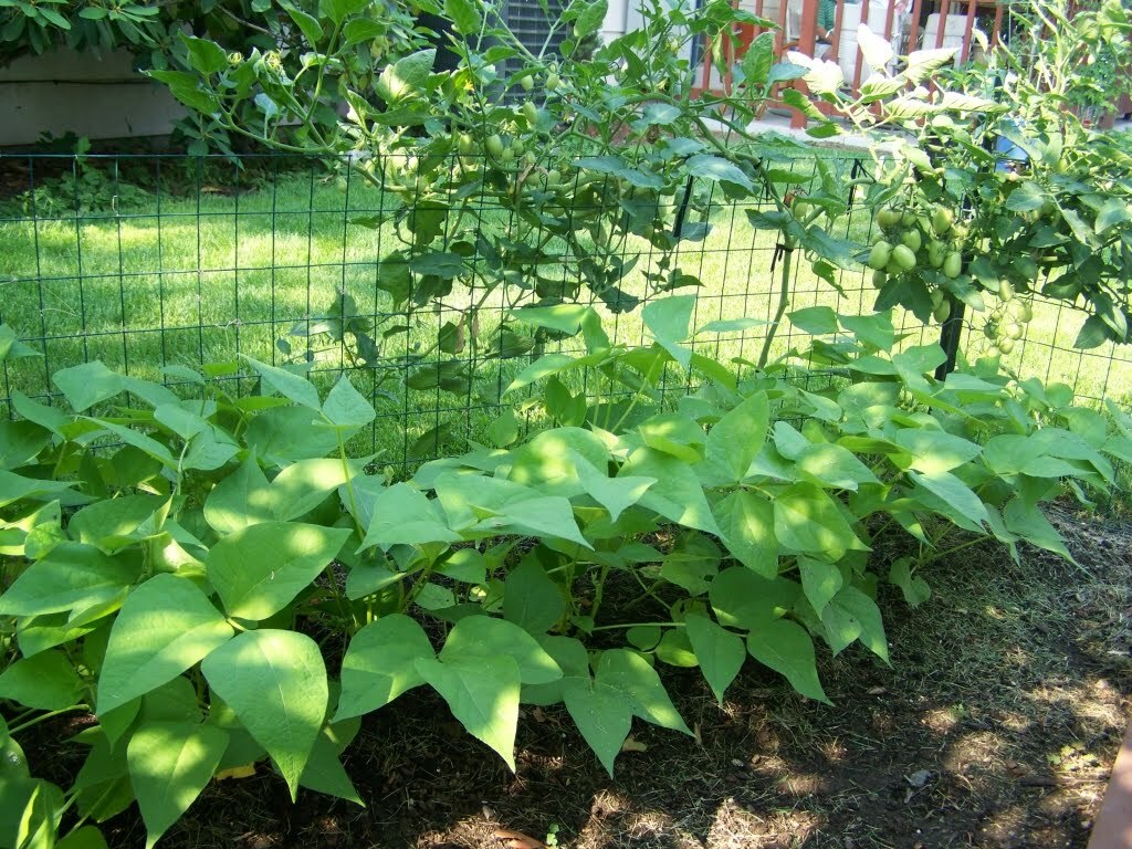 Beans, Blue Lake 274 Bush Stringless, 1 Pound Non-Gmo, Heirloom, Amish Seeds.