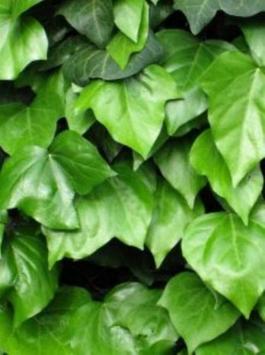 10 Starter Plants of This pretty Ivy (English Ivy??) for $10
