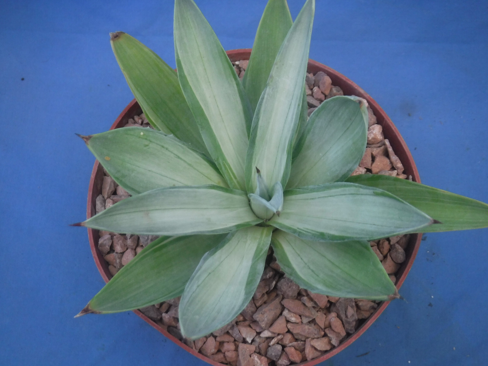 Agave desmettiana “Quicksilver” Variegated Agave Starter Plant 5″-8″ Wide RARE