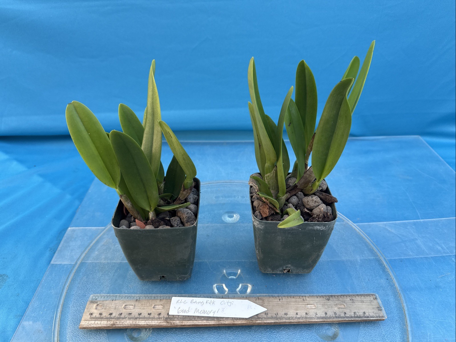 Rlc Bangkok City ‘Good Memory’ Orange Yellow Fragrant Mericlone Orchid 4” Pt