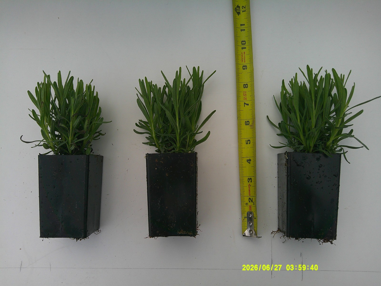 LAVANDULA AUGUSTIFOLIA “HIDCOTE”-10 LIVE PLANTS W/FREE SHIPPING!