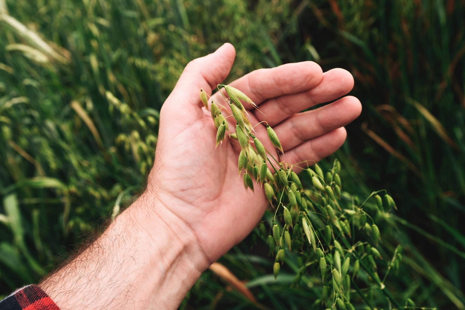200 ORGANIC OAT Oats Avena Sativa Grain Vegetable Seeds