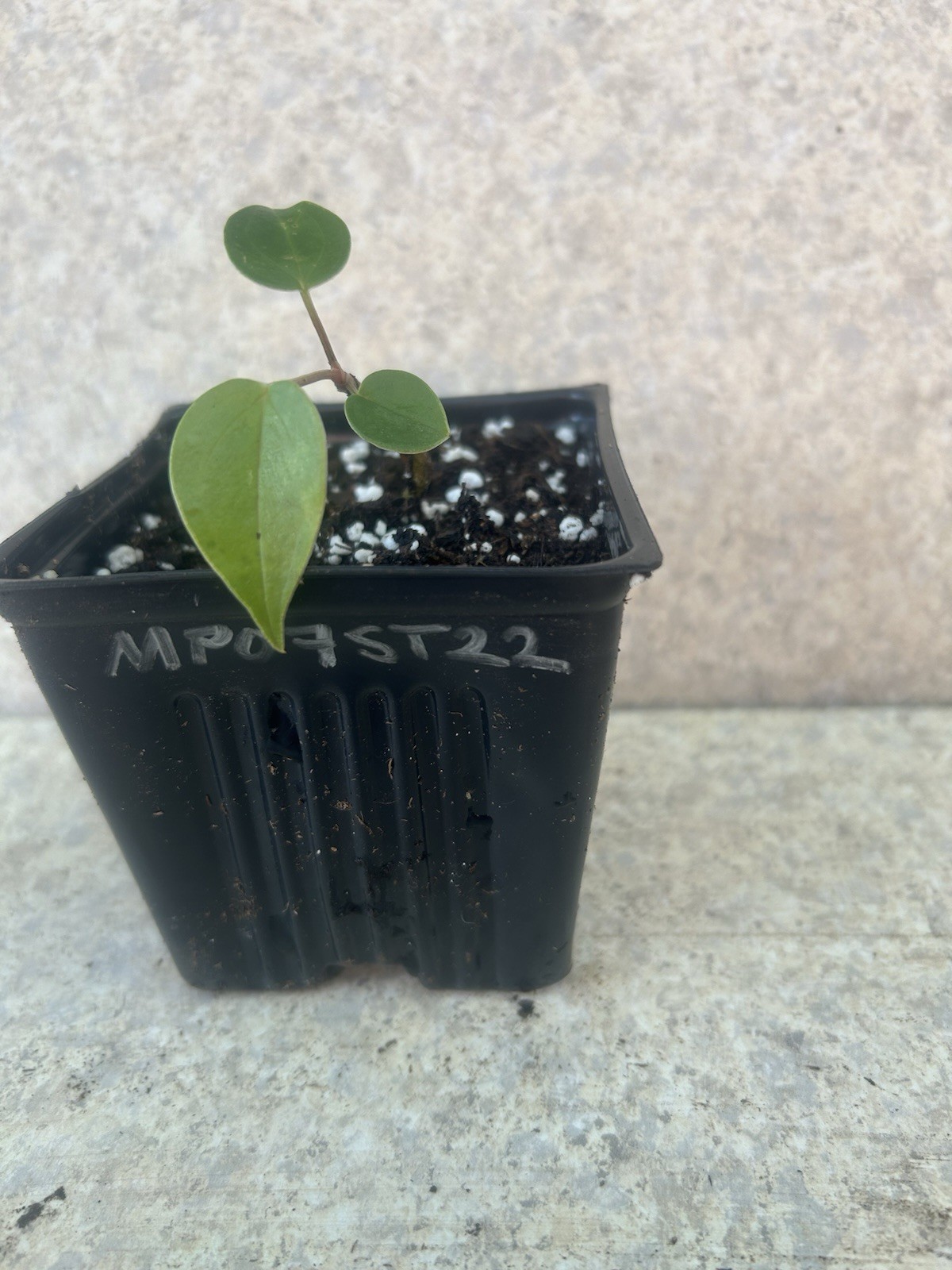 Anthurium Tropical Potted Seedling Pink Tulip Hawaiian Hybrid