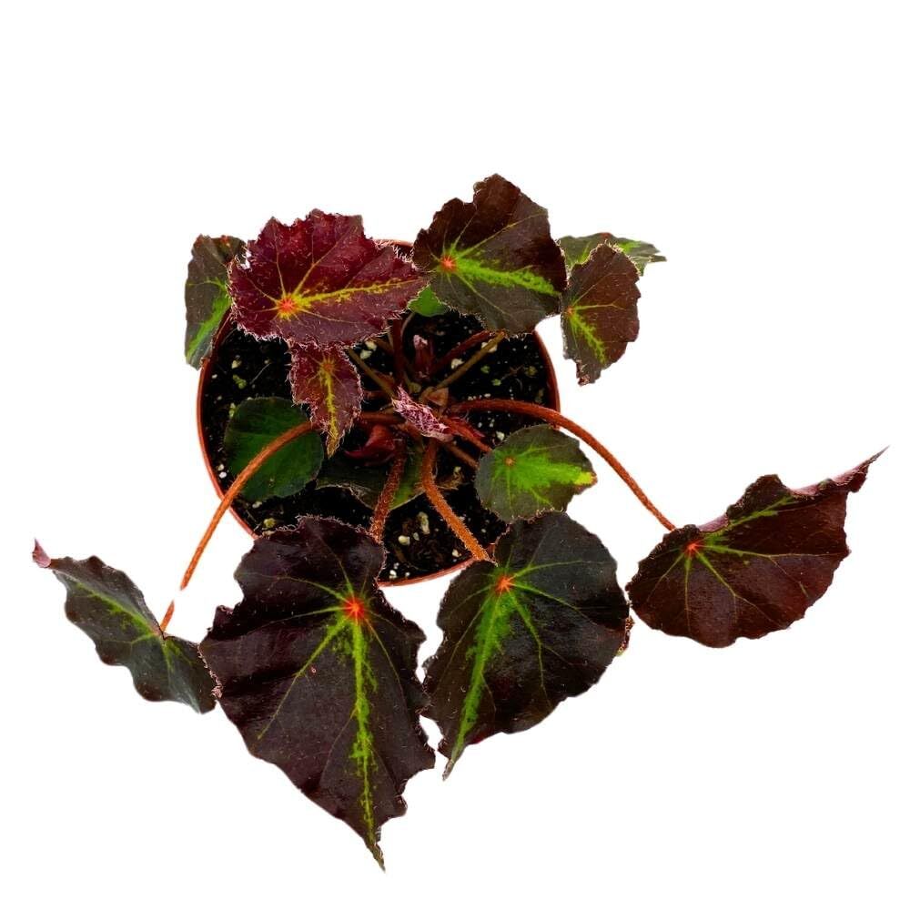 Begonia Boyfriend, 4 inch Rhizomatous Rhizo Dark Purple Green Streaks Red Dot