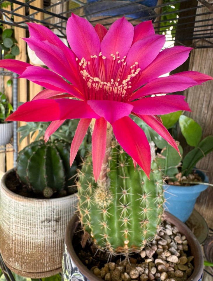 One of Special Beautiful SUCCULENT Cactus Red colour flower rooted plants