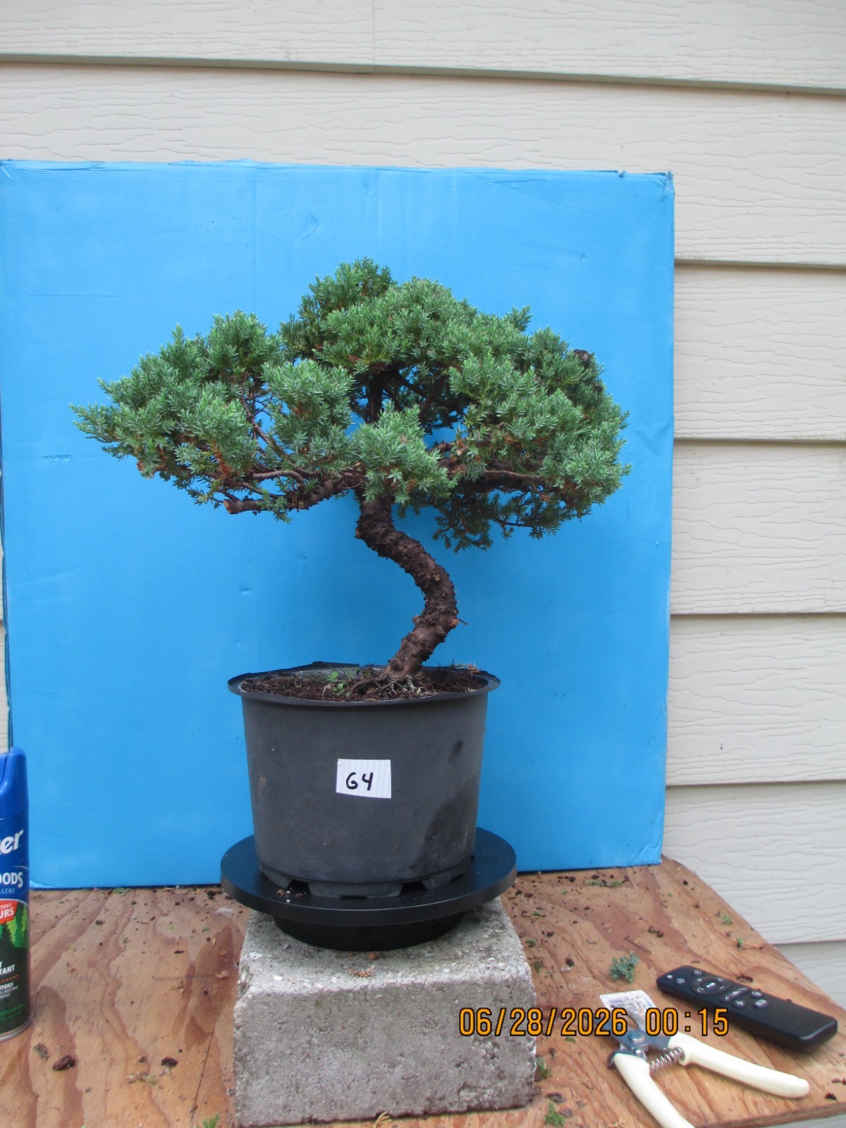 SPECIMEN BONSAI TREE JUNIPER PROCUMBENS NANA/G4