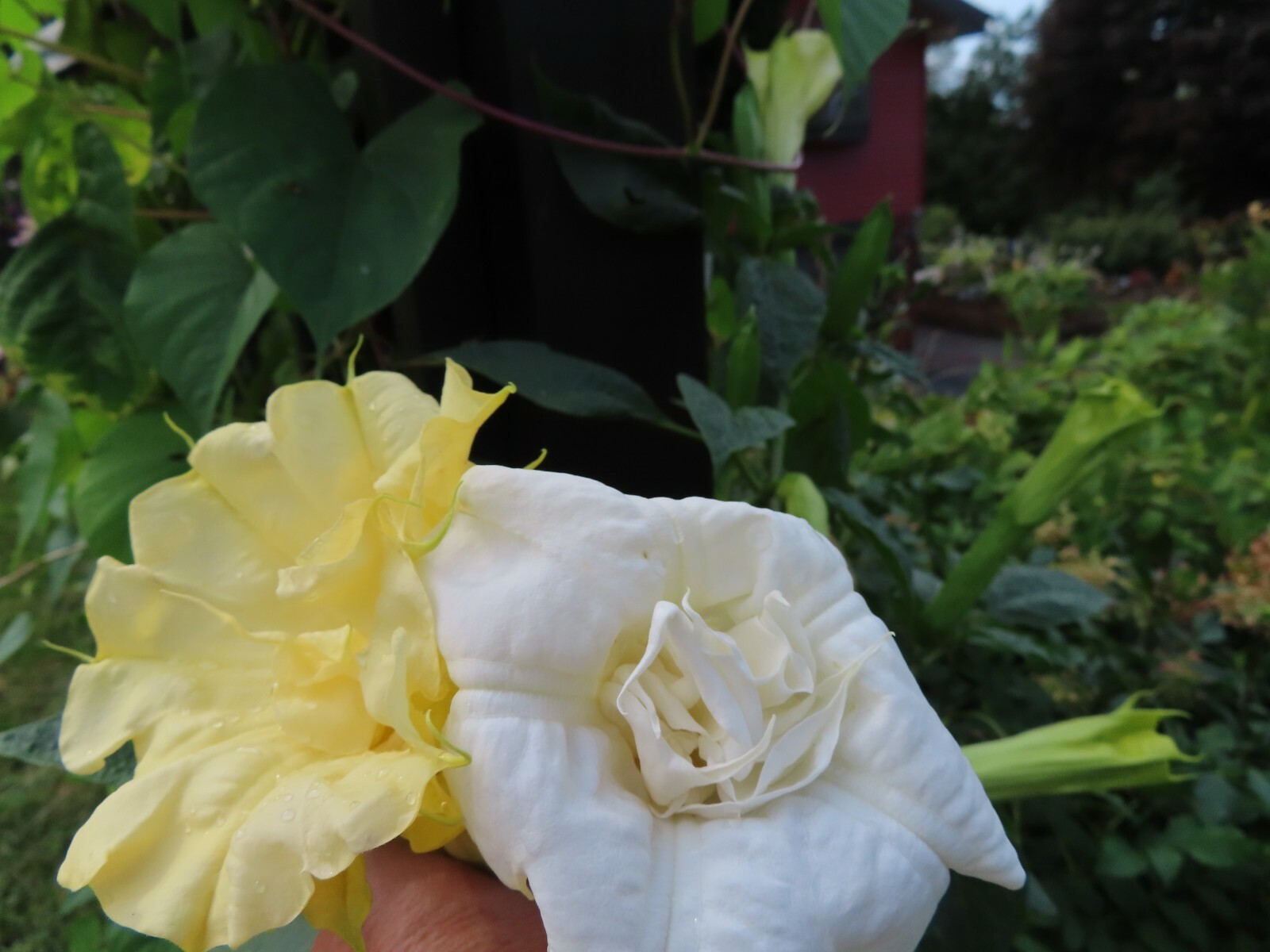 Double White & Yellow Angel Trumpet Mix Datura/Brugmansia Fragrant – seeds 15