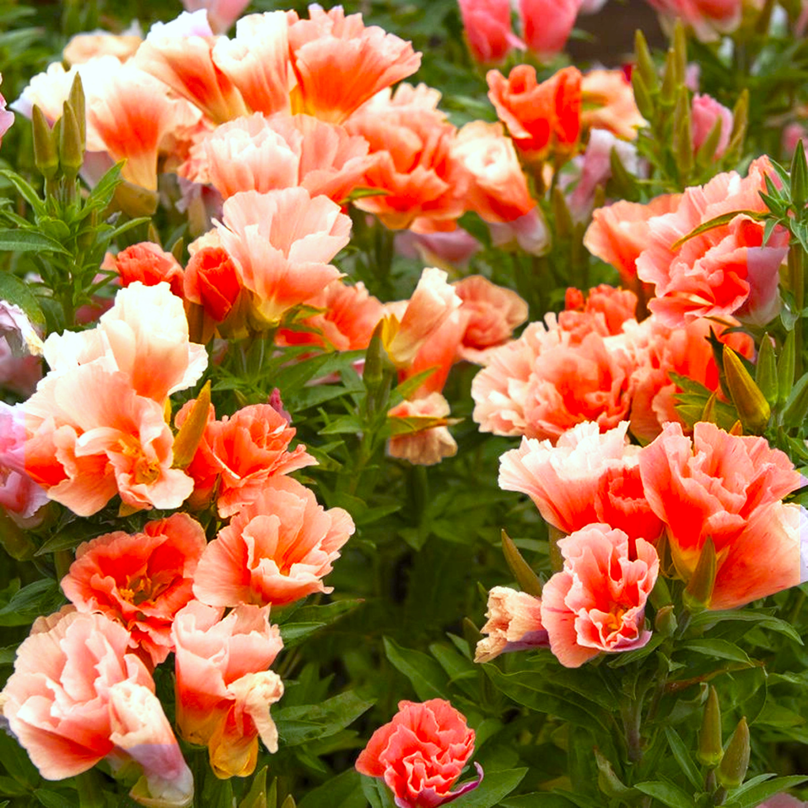 Orange Glory Godetia Seeds – For 2025 Planting Clarkia Azalea Double Flowering
