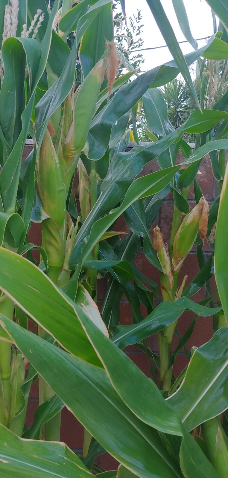 22 Purple & White Sticky Waxy Corn Glutinous Organic Corn Seeds NON GMO