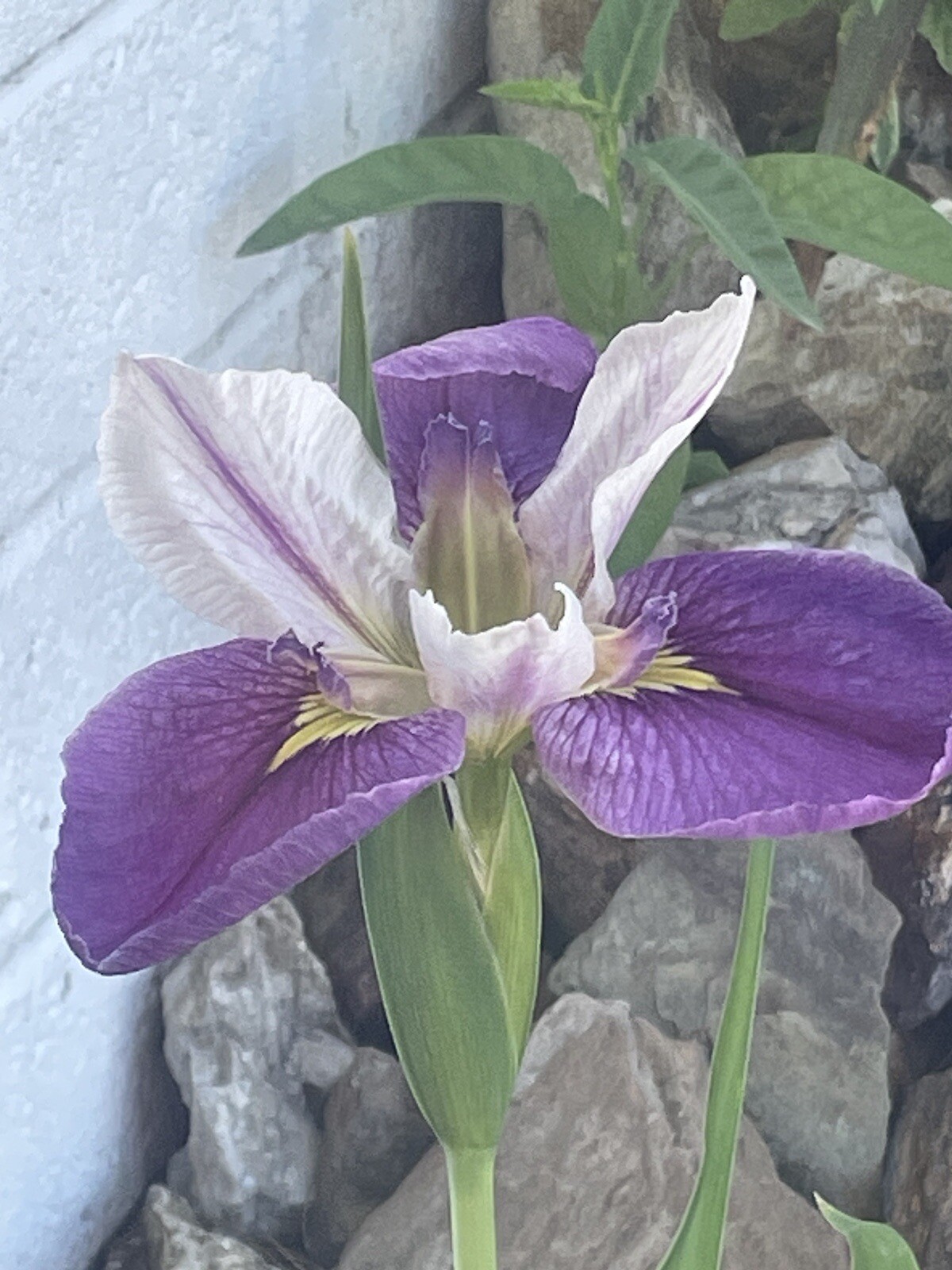 Colorific Bi-Color Louisiana Iris / Marginal Pond / 1 Plant Plus Free Bog Plant