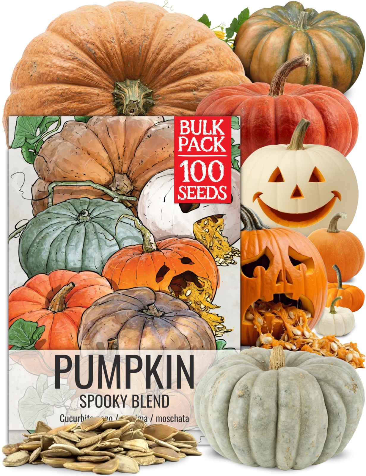 Seed Needs Pumpkin Seeds to Plant Specialty Spooky Blend 10 Premium Varieties