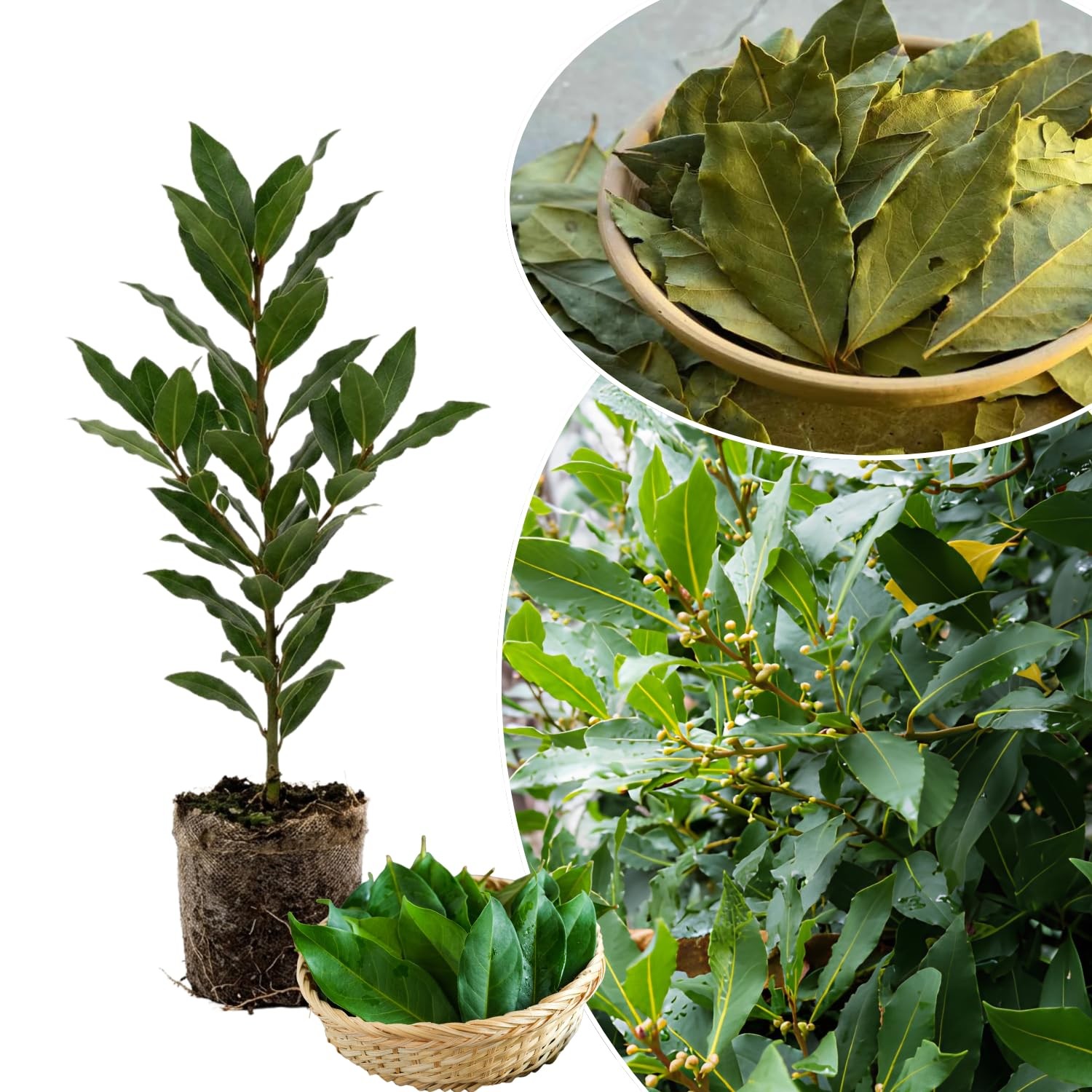 2 Bay Leaf Trees Live 4-7″ Tall, Sweet Bay Laurel Fragrant Herb Plant