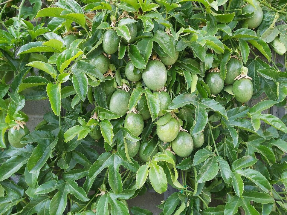 30+ Organic Passion fruit Seeds-None GMO- Grow in USA