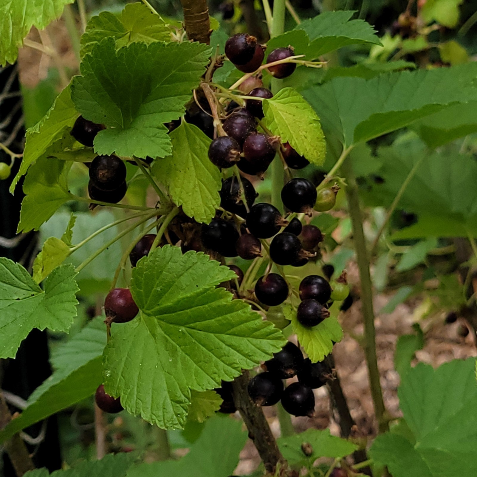 6 Black Currant Ribes Nigrum Fresh Helathy Cuttings Unrooted Zones 3-8 Hardy