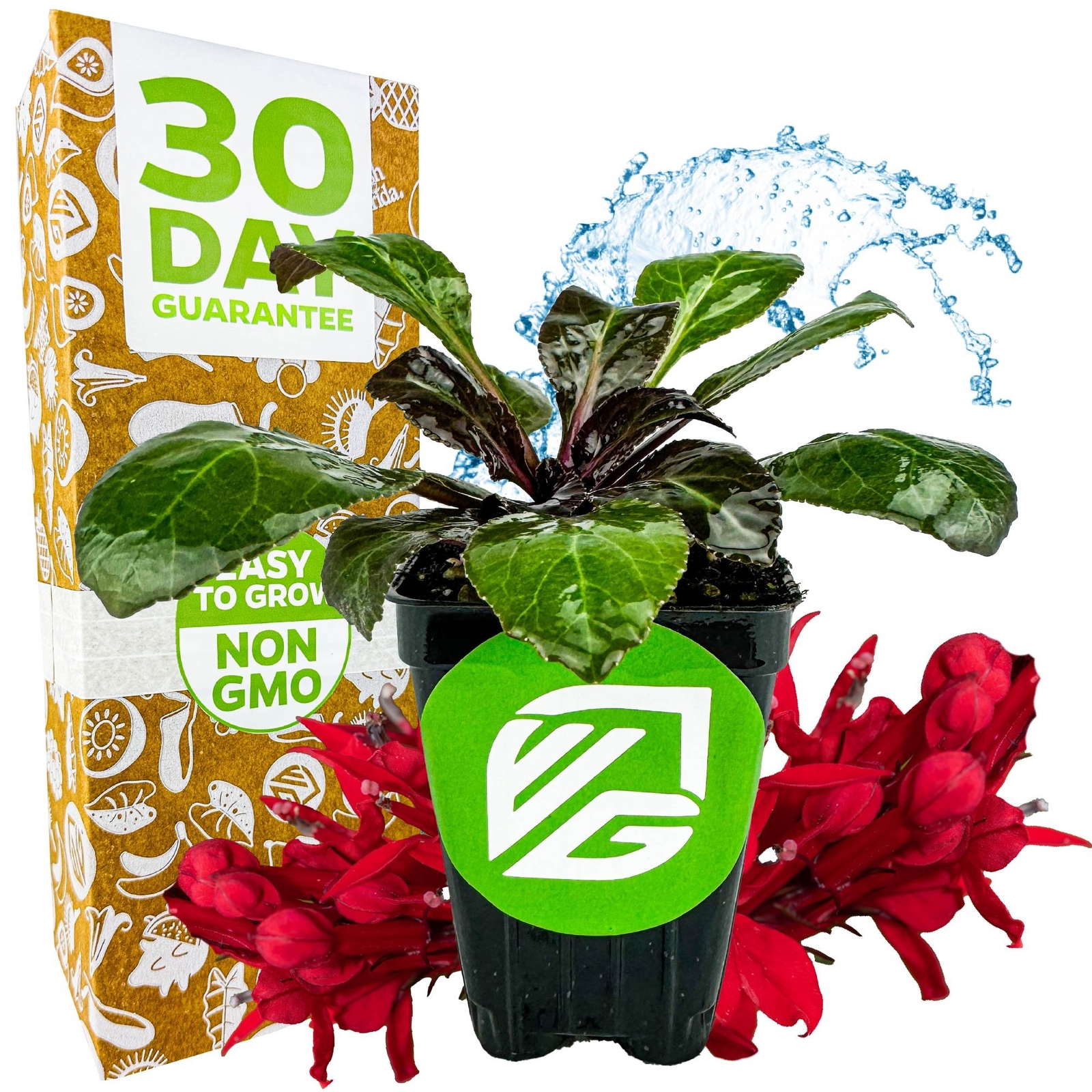 Cardinal Flower – Lobelia cardinalis – Live Plant