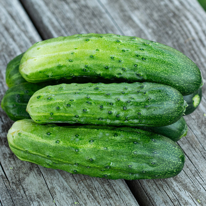35 SPACEMASTER CUCUMBER SEEDS ~ heirloomseedguy ~ USA ~ 2026