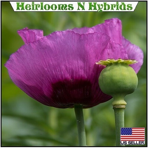 20,000 Hungarian Poppy Seeds Stratified Papaever Somniferum Import For Planting