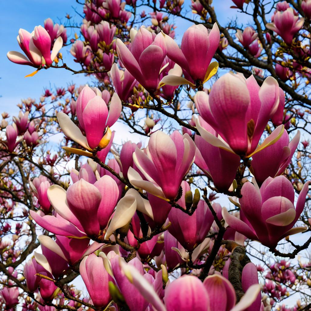5 Magnolia Seeds LILY FLOWER TREE Fragrant Flowers Tulip ” Alexandrea”
