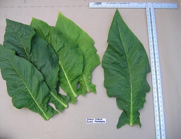 1000 Black Mammoth Tobacco Seeds ~ Heirloom Nicotiana Tabacum ~ Pipe and Snuff