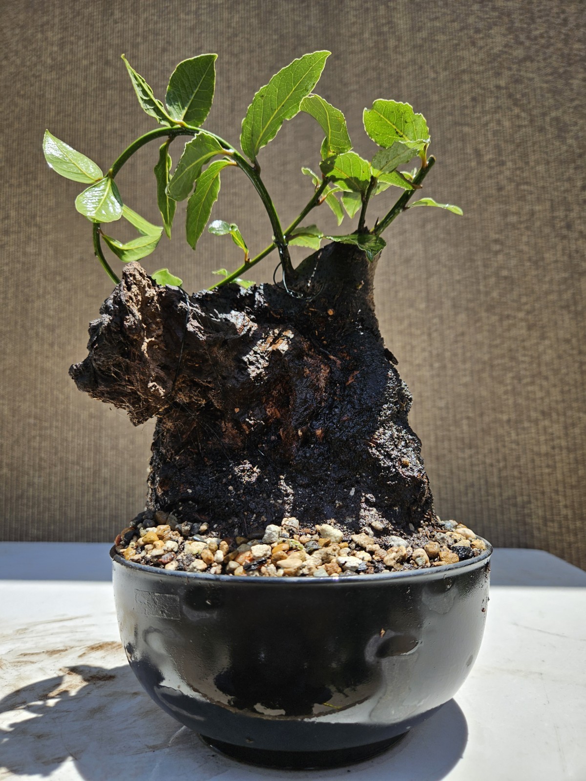 Old Sweet Bay Leaf ( Bay Laurel ) Bonsai Tree,,, SALE
