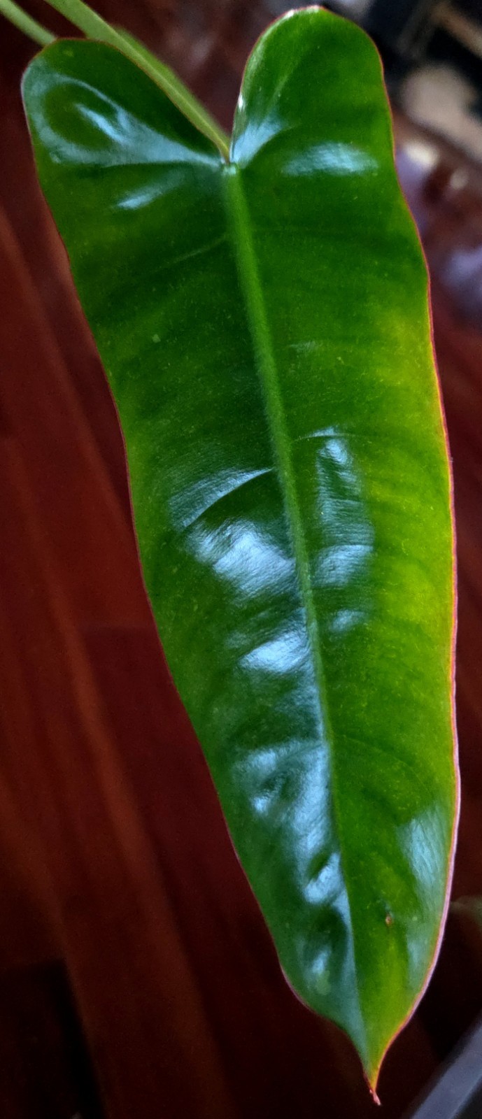 RARE Philodendron Billietae X Sagittafolium Pink Flushed 21″ Wide Not Monstera