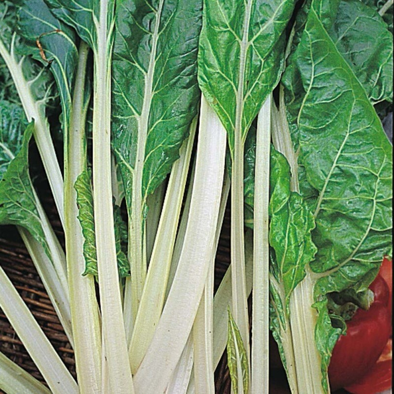 SWISS CHARD LUCULLUS CHARD SEEDS 50+ SEEDS Beta vulgaris subsp. cicla