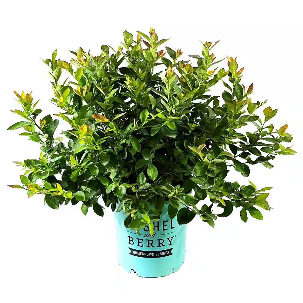 2 Gal. Bushel and Berry Silver Dollar Blueberry Live Plant with Sweet, Pineapple