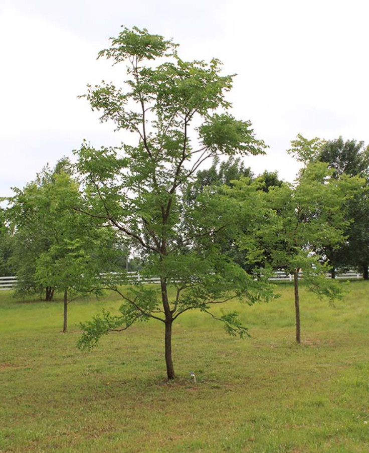 Live Kentucky Coffee Plant – 1–2 ft Tall – Ideal for Garden or Home Landscaping