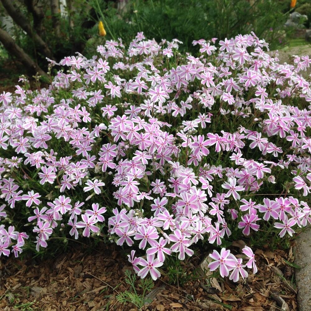Creeping Phlox Perennial Subulata Moss Phlox Bare Root Live Plant Outdoor Garden