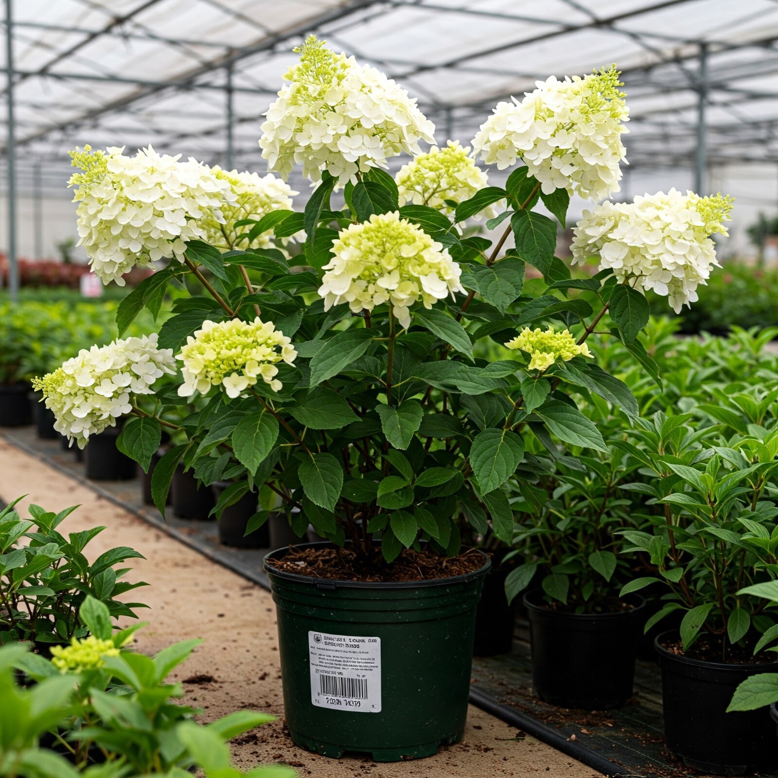 Annabelle Hydrangea Live Shrub Well Rooted Plant Flowering Outdoor 1 Gallon Pot