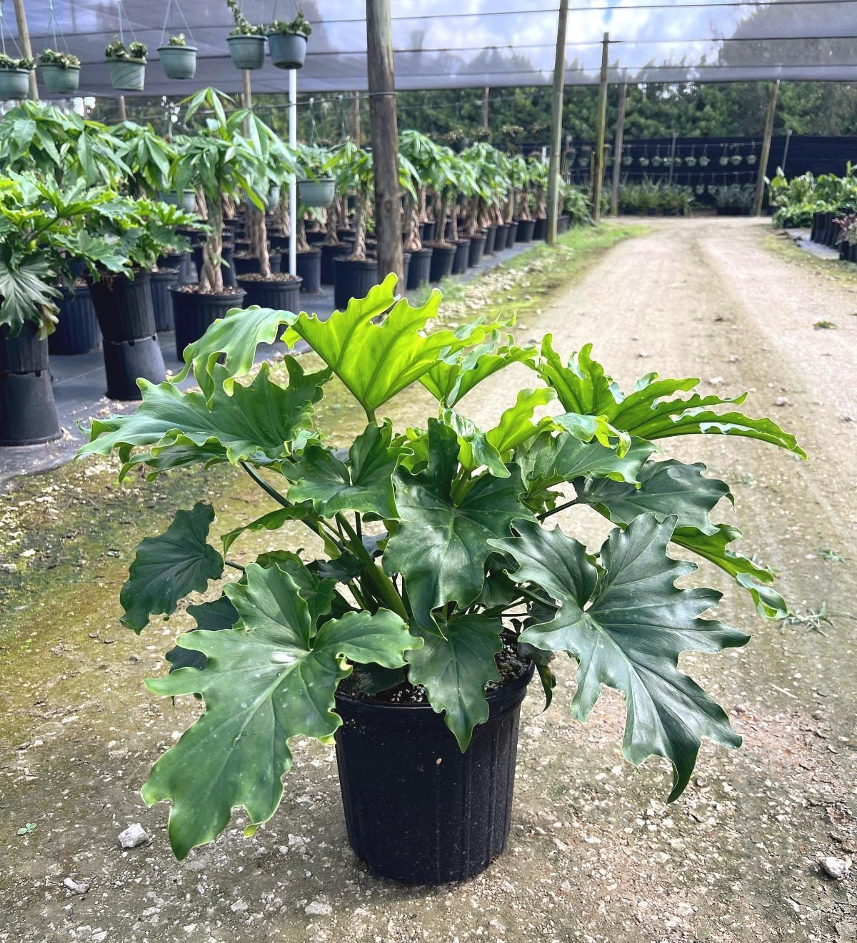 Lickety Split Philodendron Large Tropical Split Leaf Live Houseplant
