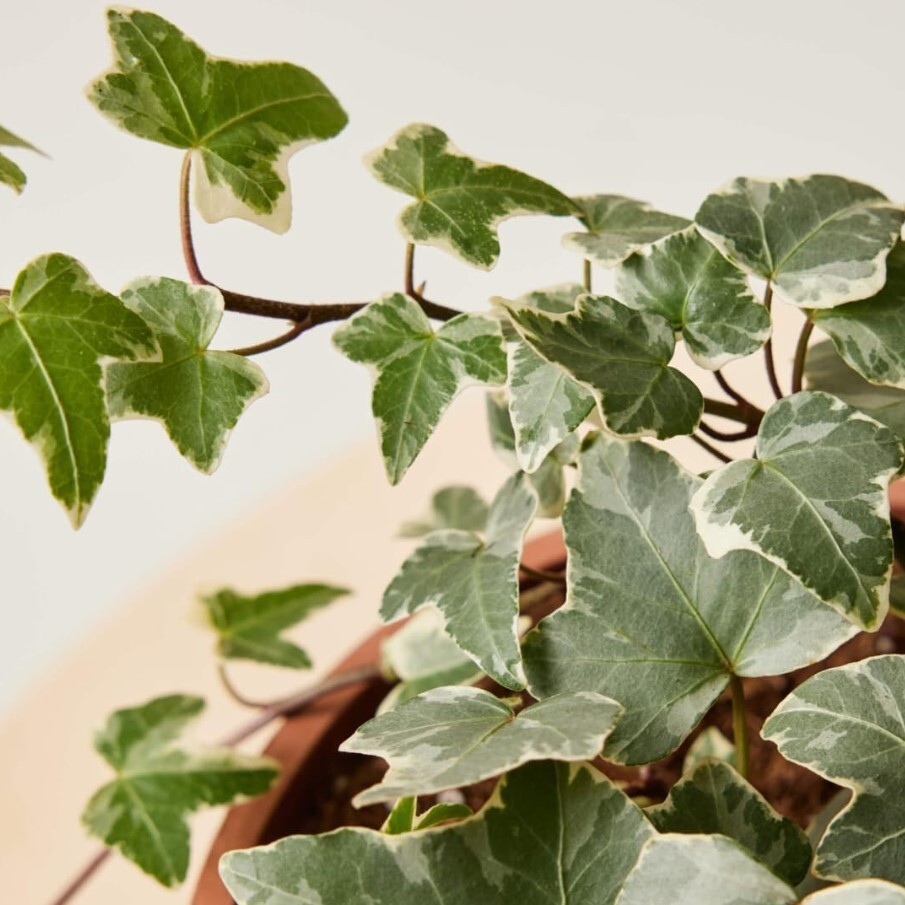 English Ivy Live Plant Indoor – 1 Pot with 2 Live Plants – 3 to 5 Inches Tall