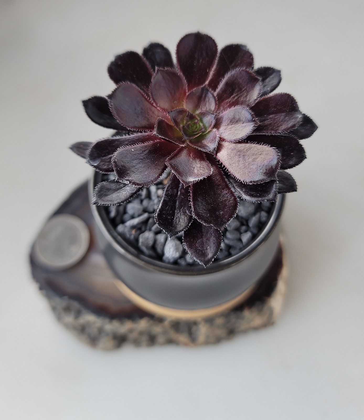 Live Rooted Aeonium Arboreum Zwartkop “Black Rose” Succulent In 3×2″ Ceramic Pot
