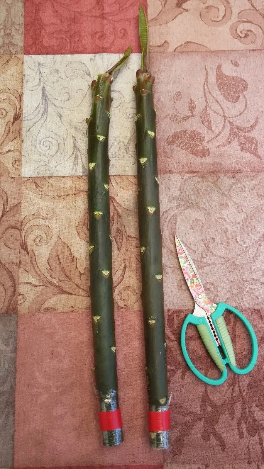Plumeria Cutting (Cotton Candy) 16″-18″ with Multi tip
